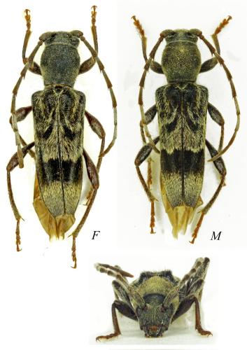 Réf. 315 581 : Anaglyptus gibbosus